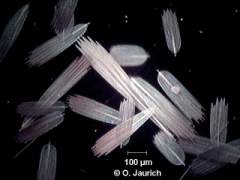 Nachtfalter Flügelschuppen 150x DF
