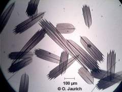 Nachtfalter Flügelschuppen 150x HF