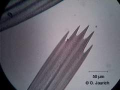 Nachtfalter Flügelschuppen 600x HF