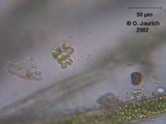 Grünalge: Rettich-Alge 600x HF