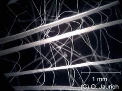 Distelsamen, Verzweigungen des Flugschirmchens 60x DF