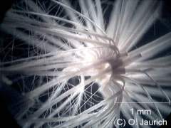 Distelsamen, Zentrum des Flugschirmchens 60x DF