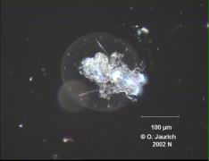 Schildkröten-Rädertier 340x DF