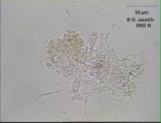 Schildkröten-Rädertier 670x SB
