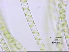 Schraubenalge 670x HF