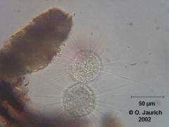 Bildserie: Verschmelzung und Separation zweier Sonnentiere 600x SB, Bild 1