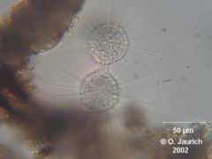 Bildserie: Verschmelzung und Separation zweier Sonnentiere 600x SB, Bild 2