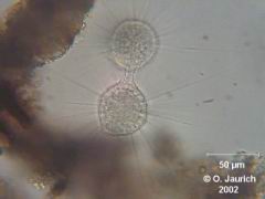 Bildserie: Verschmelzung und Separation zweier Sonnentiere 600x SB, Bild 3