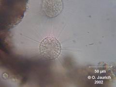 Bildserie: Verschmelzung und Separation zweier Sonnentiere 600x SB, Bild 5