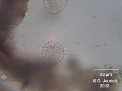 Bildserie: Verschmelzung und Separation zweier Sonnentiere 600x SB, Bild 6