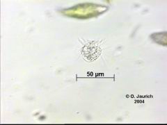 Springtierchen 63x HF