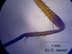 Stubenfliege, Bein 60x AL