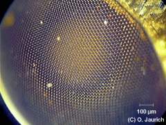 Stubenfliege, Facettenauge 150x AL