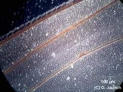 Stubenfliege, Flügel 150x DF