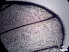 Stubenfliege, Flügel 150x HF