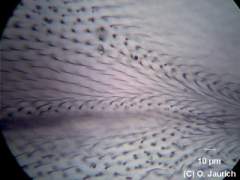 Stubenfliege, Flügel 600x HF