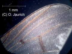 Stubenfliege, Flügel 60x DF