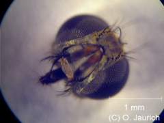 Stubenfliege, Kopf 60x AL