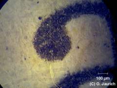 Textdruck Tageszeitung 150x AL