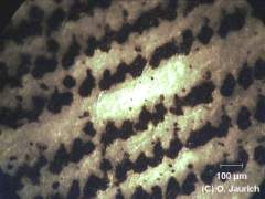 Tintenstrahl Ausdruck 150x AL