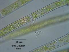 Vasentierchen 600x HF