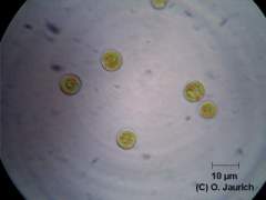 Wasser-Grünalge Chlorococcum 1500x HF