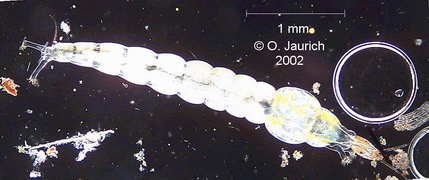 Zuckmueckenlarve komplett 60x DF (aus zwei Einzelbildern montiert)