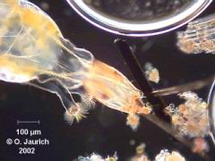 Zuckmückenlarvendetail 150x DF