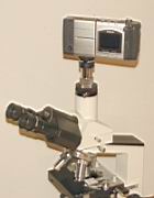 Coolpix am Mikroskop