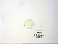 Haselnusspollen 1100x HF, Einschluss in Glyzeringelatine