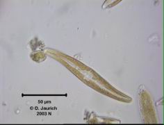 Sigma-Kieselalge 1100x HF